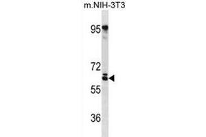 RSPRY Antibody (N-term) (ABIN1881768 and ABIN2838657) western blot analysis in mouse NIH-3T3 cell line lysates (35 μg/lane). (RSPRY1 anticorps  (N-Term))