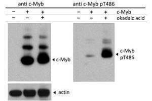 Western Blot of Rabbit c-Myb pT486 antibody. (MYB anticorps  (N-Term, pThr486))