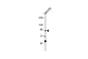Anti-DYRK1A Antibody (Center) at 1:2000 dilution + NIH/3T3 whole cell lysate Lysates/proteins at 20 μg per lane. (DYRK1A anticorps  (AA 389-418))