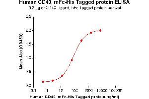 ELISA plate pre-coated by 2 μg/mL (100 μL/well) Human CD40 Ligand,hFc tagged protein ABIN6964081, ABIN7042417 and ABIN7042418 can bind Human CD40, mFc-His tagged protein (ABIN6961088, ABIN7042205 and ABIN7042206) in a linear range of 0.