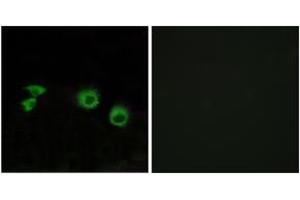 Immunofluorescence analysis of MCF7 cells, using MIPT3 Antibody. (TRAF3IP1 anticorps  (AA 221-270))