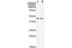 ABIN184761 (1µg/ml) staining of nuclear HepG2 (A) and (0. (KLF15 anticorps  (N-Term))