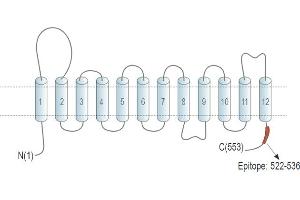 anti-Solute Carrier Family 22 Member 4 (SLC22A4) (AA 522-536), (C-Term), (Intracellular) antibody