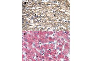 Immunohistochemical staining (Formalin-fixed paraffin-embedded sections) of human heart (A) and human liver (B) with DBP polyclonal antibody . (DBP anticorps  (Internal Region))