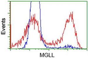 HEK293T cells transfected with either RC218358 overexpress plasmid (Red) or empty vector control plasmid (Blue) were immunostained by anti-MGLL antibody (ABIN2454596), and then analyzed by flow cytometry. (MGLL anticorps)