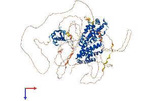 AlphaFold protein structure predicition of Human Recombinant RFX1 Protein, UniprotID P22670