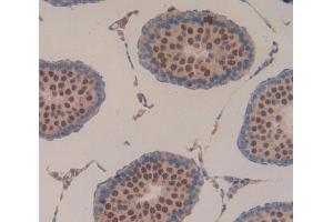 IHC-P analysis of testis tissue, with DAB staining. (Laminin alpha 1 anticorps  (AA 41-230))