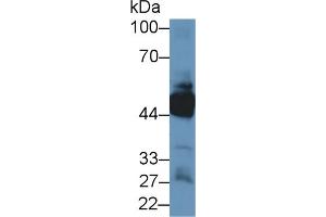 Western Blot; Sample: Human Lung lysate; Primary Ab: 1µg/ml Rabbit Anti-Human KRT33A Antibody Second Ab: 0. (Keratin 33A anticorps  (AA 57-363))