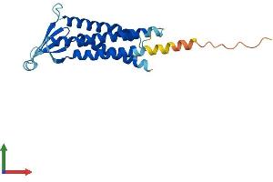 AlphaFold protein structure predicition of Mouse Recombinant Cldn11 Protein, UniprotID Q60771