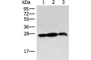 Western blot analysis of 293T cell and Rat brain tissue lysates using PDAP1 Polyclonal Antibody at dilution of 1:400 (PDAP1 anticorps)