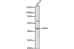 Western blot analysis of extracts of DU145 cells, using GPR87 antibody (ABIN7267313) at 1:1000 dilution. (GPR87 anticorps  (AA 250-350))