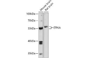 Western blot analysis of extracts of various cell lines, using ITPKA antibody (ABIN7267885) at 1:1000 dilution. (ITPKA anticorps  (AA 141-461))