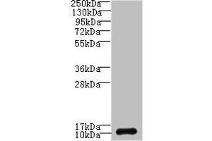 Western blot All lanes: SH3BGRL3 antibody at 0. (SH3BGRL3 anticorps  (AA 2-93))