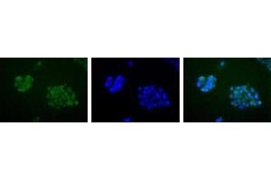 Image no. 5 for anti-Apurinic/Apyrimidinic Endonuclease 1 (APEX1) antibody (ABIN363379) (APEX1 anticorps)