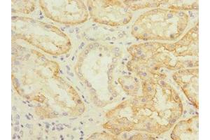 Immunohistochemistry of paraffin-embedded human kidney tissue using ABIN7170164 at dilution of 1:100