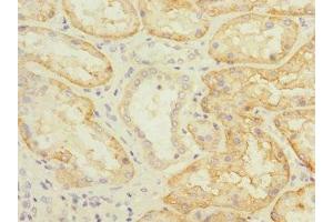 Immunohistochemistry of paraffin-embedded human kidney tissue using ABIN7170164 at dilution of 1:100 (SLC22A8 anticorps  (AA 473-542))