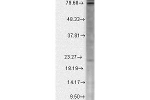 SMC 332Beta2Ca human cell line mix Western Blotting.