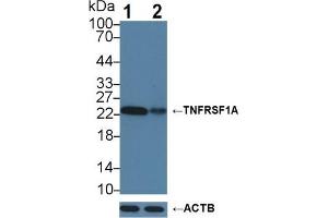 Knockout Varification: Lane 1: Wild-type Hela cell lysate, Lane 2: TNFRSF1A knockout Hela cell lysate, Predicted MW: 50,38,25 kDa Observed MW: 23 kDa Primary Ab: 3 μg/mL Rabbit Anti-Human TNFRSF1A Antibody Second Ab: 0.