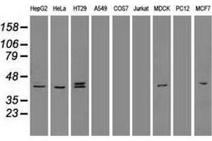 Western blot analysis of extracts (35 µg) from 9 different cell lines by using anti-KRT19 monoclonal antibody. (Cytokeratin 19 anticorps  (AA 240-390))