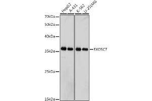 Western blot analysis of extracts of various cell lines, using EXOSC7 antibody (ABIN7267064) at 1:1000 dilution.