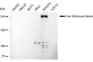 Western blotting analysis using von Willebrand factor antibody (ABIN7800846).
