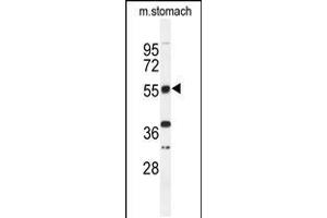 Western blot analysis of TOX3 Antibody in mouse stomach tissue lysates (35ug/lane) (TOX3 anticorps  (AA 214-242))