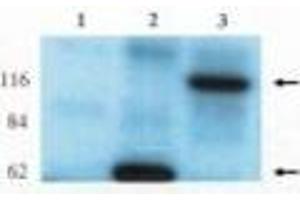 Image no. 1 for anti-rho/rac Guanine Nucleotide Exchange Factor (GEF) 2 (ARHGEF2) (AA 2-447) antibody (ABIN793598)