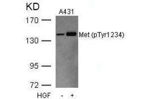 Western blot analysis of extracts from A431 cells untreated or treated with HGF using Met(Phospho-Tyr1234) Antibody. (c-MET anticorps  (pTyr1234))