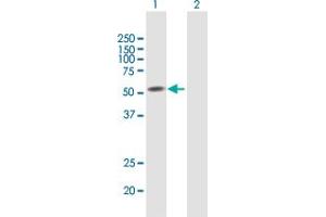 Western Blot analysis of SEMA3D expression in transfected 293T cell line by SEMA3D MaxPab polyclonal antibody.