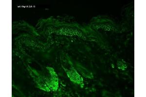 Immunohistochemistry analysis using Mouse Anti-Hsp60 Monoclonal Antibody, Clone LK-1 (ABIN361784 and ABIN361785).