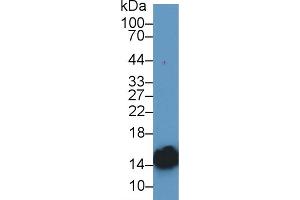 Detection of H-FABP in Rat Heart lysate using Polyclonal Antibody to Heart-type Fatty Acid Binding Protein (H-FABP)