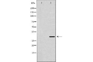 Western blot analysis of extracts of mouse spleen , using FCER1A antibody. (Fc epsilon RI/FCER1A anticorps  (C-Term))