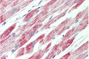 ABIN2613390 (5µg/ml) staining of paraffin embedded Human Heart.