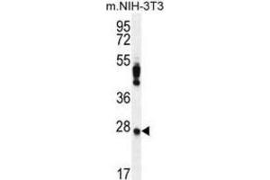 Western Blotting (WB) image for anti-Peroxiredoxin 4 (PRDX4) antibody (ABIN2996535) (Peroxiredoxin 4 anticorps)
