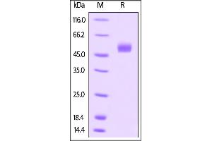 Gremlin 1 (GREM1) (AA 25-184) (Active) protein (Fc Tag)