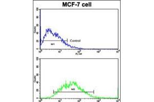 Flow cytometric analysis of MCF-7 cells using CDH9 Antibody (bottom histogram) compared to a negative control cell (top histogram). (Cadherin 9 anticorps  (C-Term))