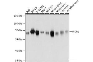 Western blot analysis of extracts of various cell lines using WDR1 Polyclonal Antibody at dilution of 1:3000. (WDR1 anticorps)