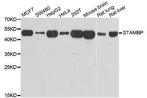 Western blot analysis of extracts of various cell lines, using STAMBP antibody. (STAMBP anticorps  (AA 100-270))