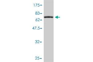 Western Blot detection against Immunogen (70.