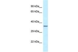Image no. 1 for anti-Exosome Component 9 (EXOSC9) (N-Term) antibody (ABIN6747690) (EXOSC9 anticorps  (N-Term))