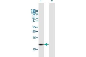 Western Blot analysis of PI3 expression in transfected 293T cell line by PI3 MaxPab polyclonal antibody. (PI3 anticorps  (AA 1-117))