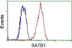 Image no. 5 for anti-SATB Homeobox 1 (SATB1) antibody (ABIN1500813)