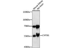 Western blot analysis of extracts of various cells, using CYP7B1 antibody (ABIN7266660) at 1:1000 dilution.