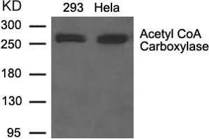 Western blot analysis of extracts from 293 and Hela cells using Acetyl CoA Carboxylase Antibody. (Acetyl-CoA Carboxylase alpha anticorps  (AA 78-82))