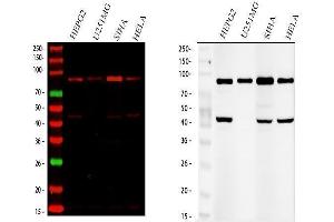 Western blot analysis of SOX6 using anti-SOX6 antibody (ABIN7603012). (SOX6 anticorps  (Middle Region))