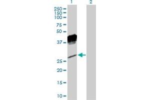 Western Blot analysis of KLRC1 expression in transfected 293T cell line by KLRC1 MaxPab polyclonal antibody. (KLRC1 anticorps  (AA 1-233))