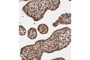 Immunohistochemical analysis of A on paraffin-embedded Human placenta tissue. (QKI anticorps  (N-Term))