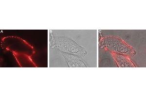 Expression of Ret in human MCF-7 breast adenocarcinoma cells - Cell surface detection of Ret in live intact human MCF-7 breast adenocarcinoma cells.