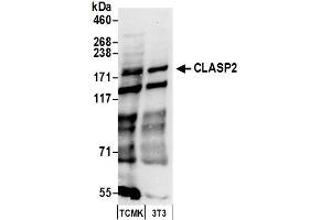 Western Blotting (WB) image for anti-Cytoplasmic Linker Associated Protein 2 (CLASP2) (AA 1025-1075) antibody (ABIN7450125)
