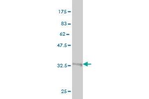 Western Blot detection against Immunogen (35.